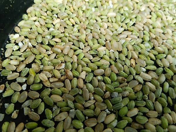 28年産甲賀忍者の里キヌヒカリ くず米 30キロ(未熟米、ゆるご）