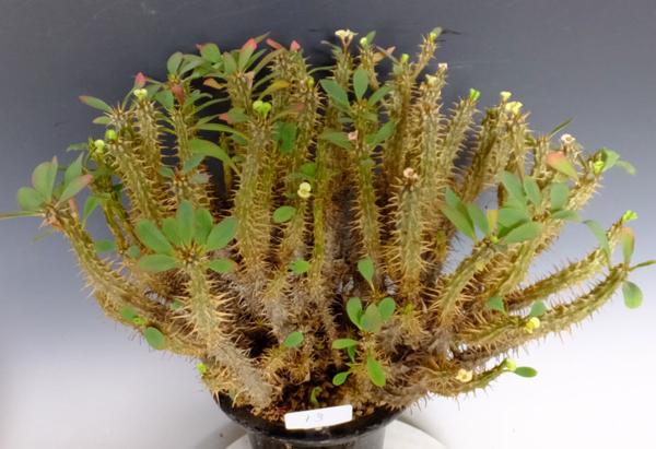 サボテン・多肉植物 13 新発見フィアナランツォアエ変種