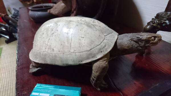 超珍品 白い 亀 剥製 背中に赤や緑のプツプツがあります 科学 自然 売買されたオークション情報 Yahooの商品情報をアーカイブ公開 オークファン Aucfan Com