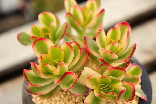親株 多肉植物 78 クラッスラ 天狗の舞錦 極上班 レア 群生 サボテン 売買されたオークション情報 Yahooの商品情報をアーカイブ公開 オークファン Aucfan Com