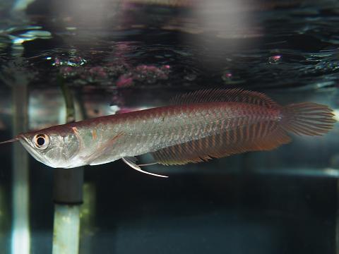 即決　シルバーアロワナ　（約１２～14ｃｍ）