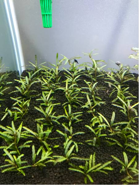 ブセファランドラ カユラピス 4株 優良株 水草 売買されたオークション情報 Yahooの商品情報をアーカイブ公開 オークファン Aucfan Com