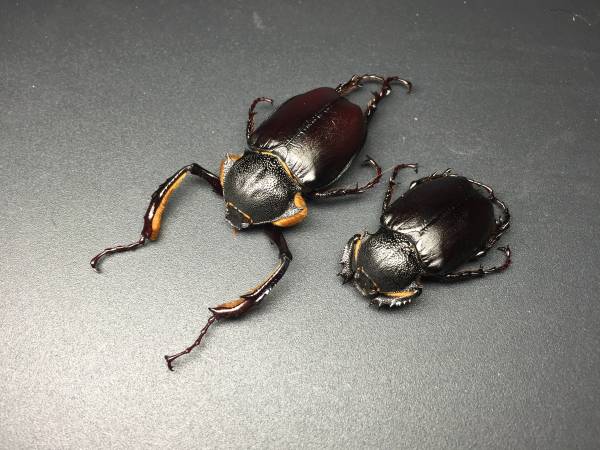 昆虫標本　コガネムシ　トルコヒメテナガコガネペア 標本 トルコヒメテナガコガネ ペア ♂奇形(虫類)｜売買された