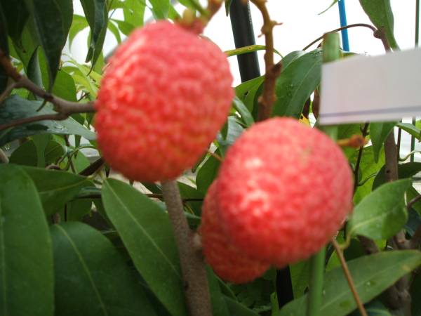 ライチ取り木苗、ピンククエイメイ種、花芽付 №2