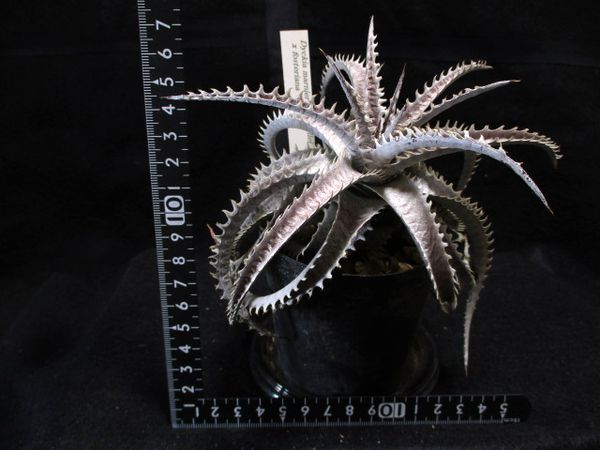 43 Dyckia marnier-lapostollei x fosteriana ディッキア マルニエル