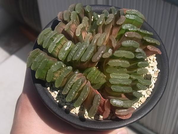 ハオルチア 玉扇錦群生 Haworthia サボテン 多肉 サボテン 売買されたオークション情報 Yahooの商品情報をアーカイブ公開 オークファン Aucfan Com ハオルチア 玉扇錦群生 Haworthia サボテン 多肉 サボテン 売買されたオークション情報 Yahooの商品情報をアーカイブ公開 オークファン Aucfan Com