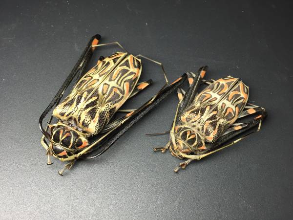 6 標本 特大68.5mm テナガカミキリ オス 美品 台湾産トゲウスバカミキリ |