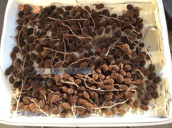 ◎ヤシャブシの実 400個 手摘み 下処理済み 送料無料_1