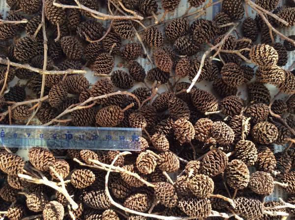 ◎ヤシャブシの実 400個 手摘み 下処理済み 送料無料_2