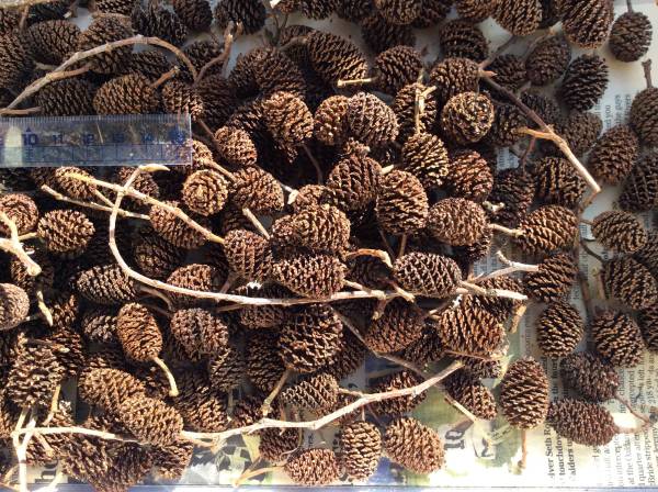 ◎ヤシャブシの実 400個 手摘み 下処理済み 送料無料_3