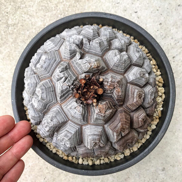 大株 アフリカ亀甲竜 Dioscorea eiephpes // 塊根植物 多肉植物