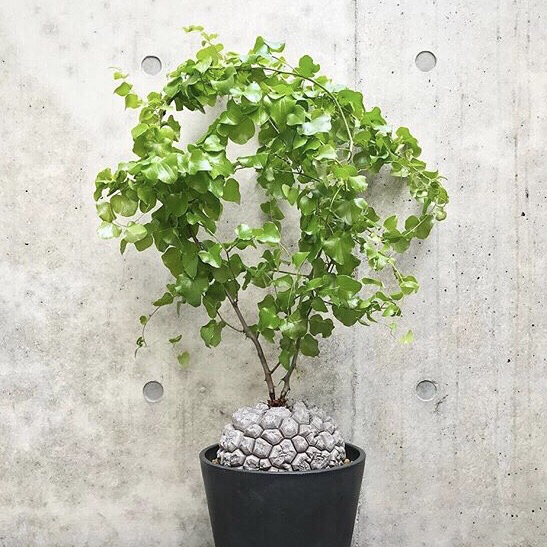 大株 アフリカ亀甲竜 Dioscorea eiephpes // 塊根植物 多肉植物