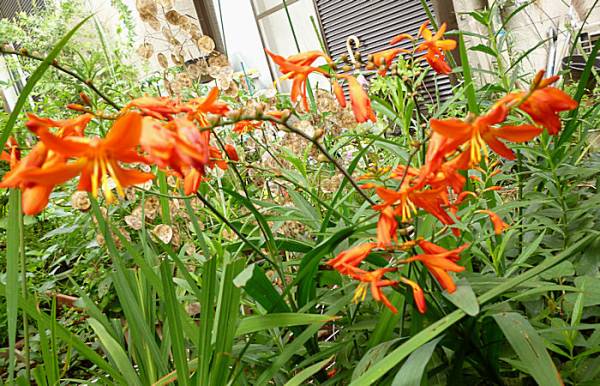 ヒメヒオウギズイセン 姫檜扇水仙 抜き苗２０本 球根 売買されたオークション情報 Yahooの商品情報をアーカイブ公開 オークファン Aucfan Com