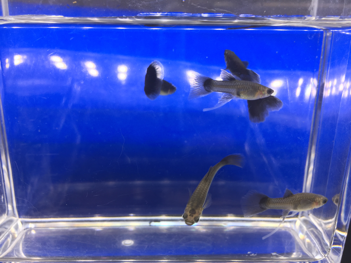 国産グッピー フルブラック リボン 2カルテット グッピー 売買されたオークション情報 Yahooの商品情報をアーカイブ公開 オークファン Aucfan Com