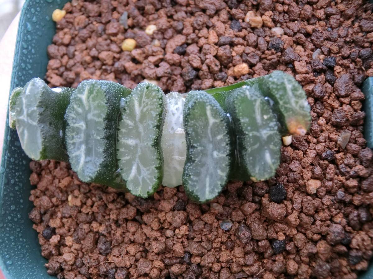★多肉植物★ ハオルシア　玉扇　白飛