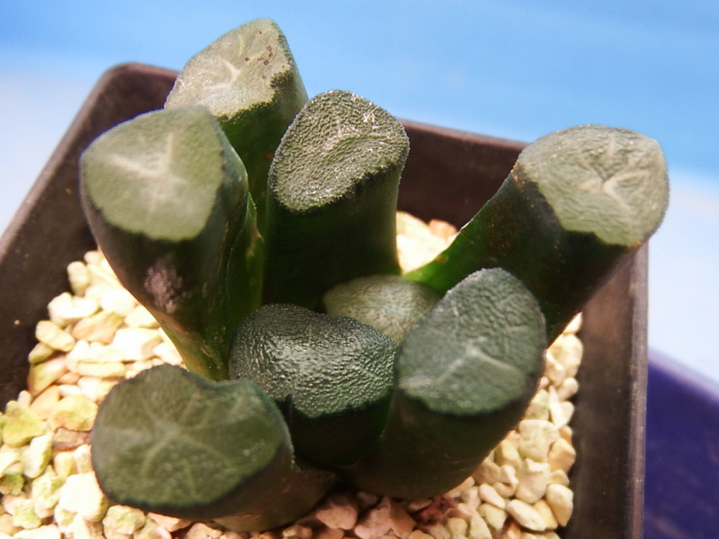 ハオルチア 万象（種類（植物）サボテン）の通販 多肉植物 | 万象 多肉