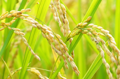 送料安★★バランス重視★安心安全★滋賀近江米コシヒカリブレンド！生活応援！！27kg 精米