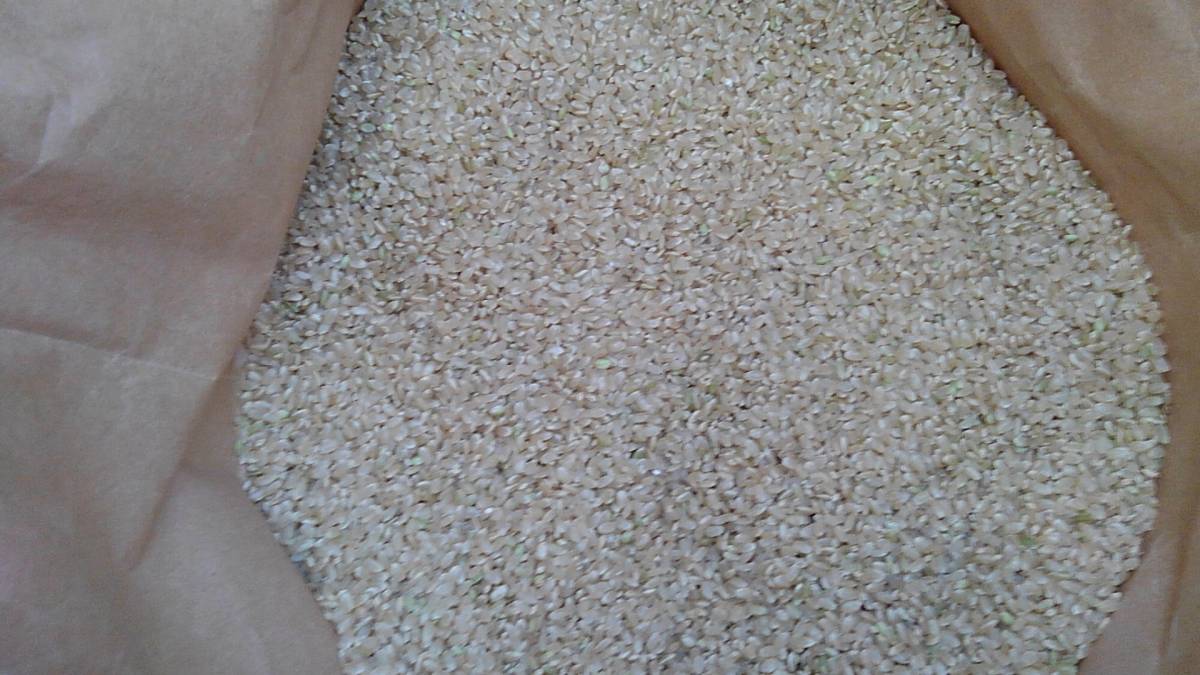 【送料込】農家直送29年福井県産新米コシヒカリ玄米30㎏②