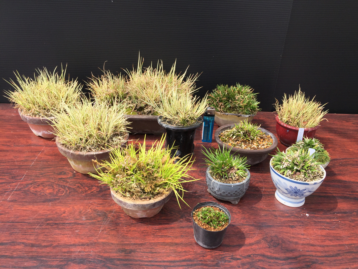 石菖/セキショウ12点セット/貴船.黄金.有栖川.千島.姫など(その他)|売買されたオークション情報、yahooの商品情報をアーカイブ公開 ...