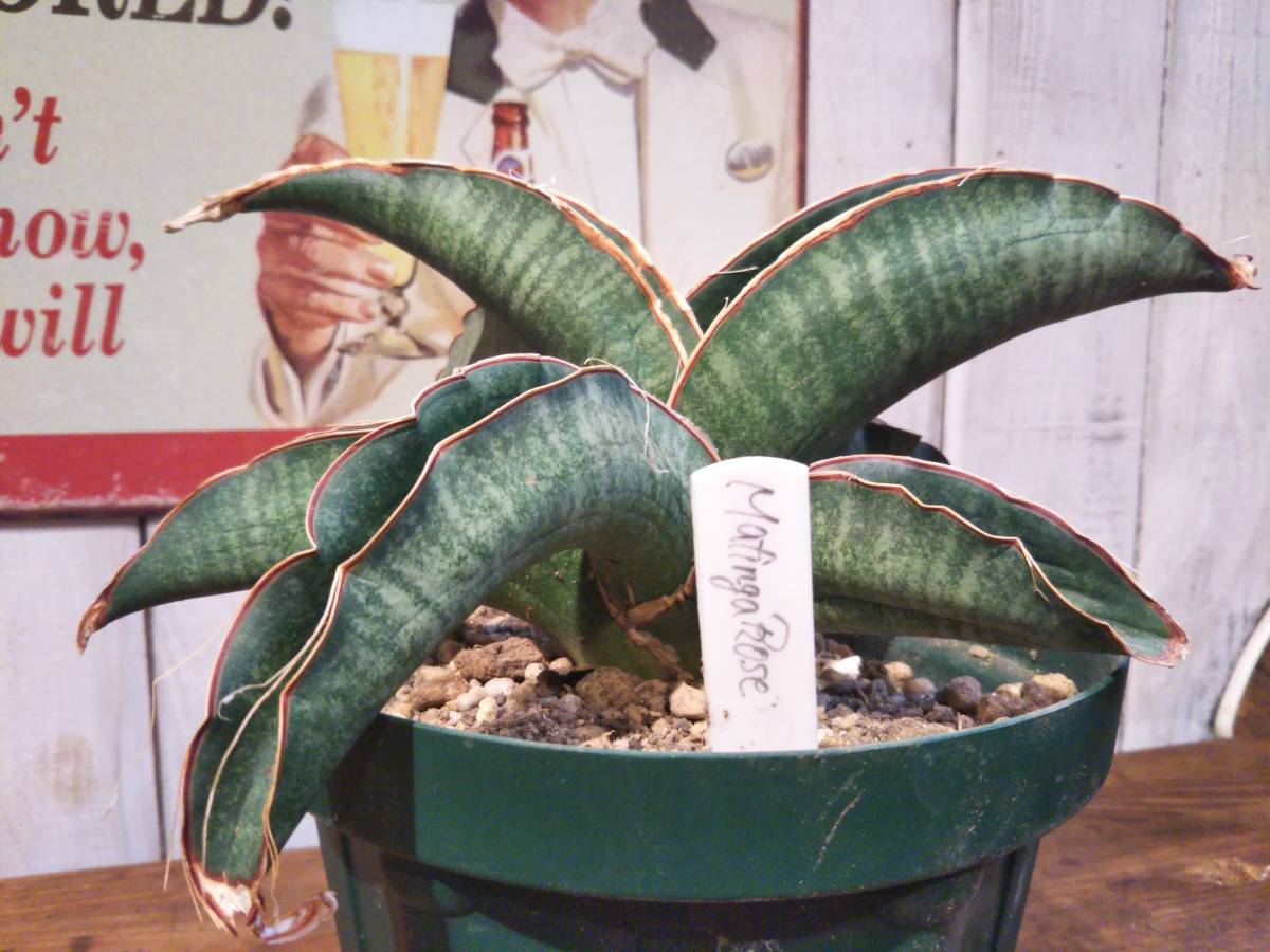 ★サンスベリア 　マフィンガ　ローズ★