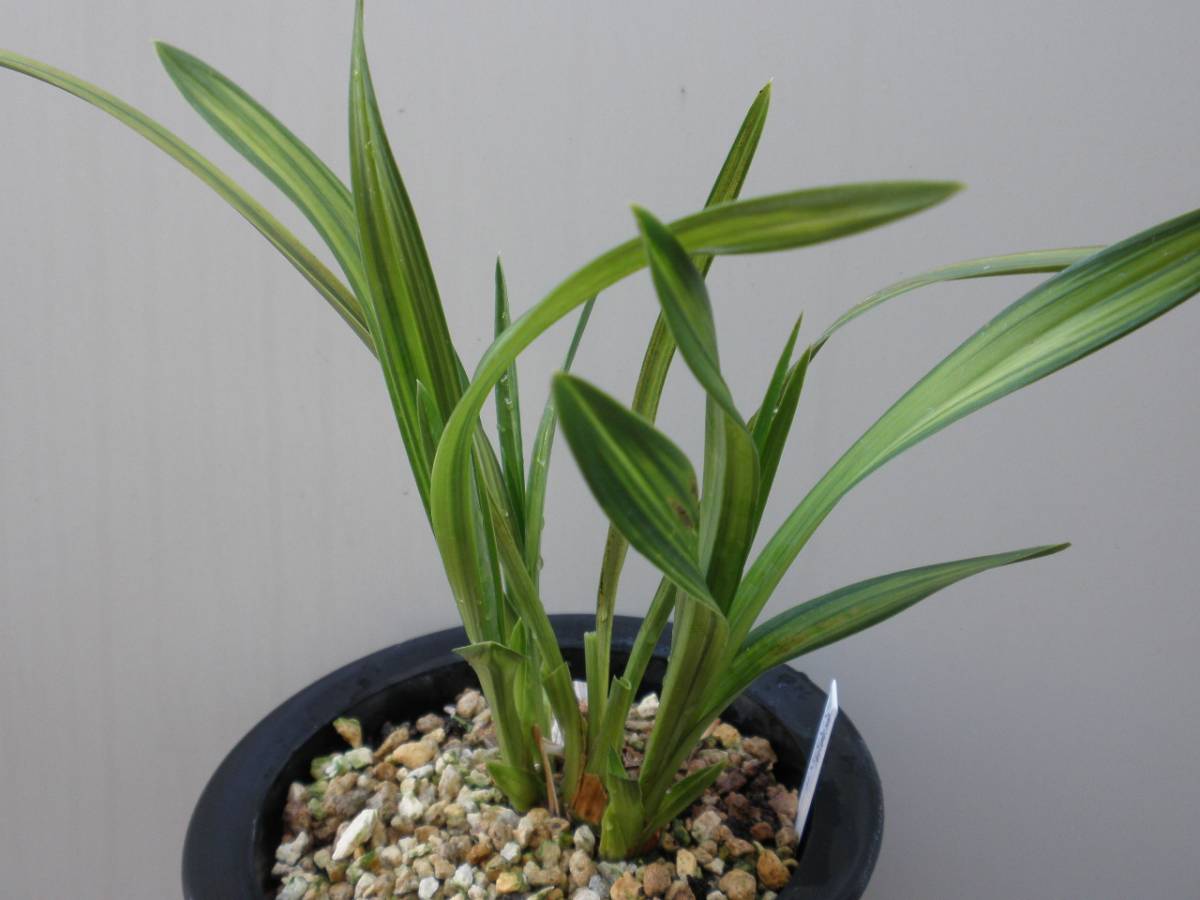 山野草◆洋ラン◆春蘭★寒蘭★黄縞斑のシンビジューム