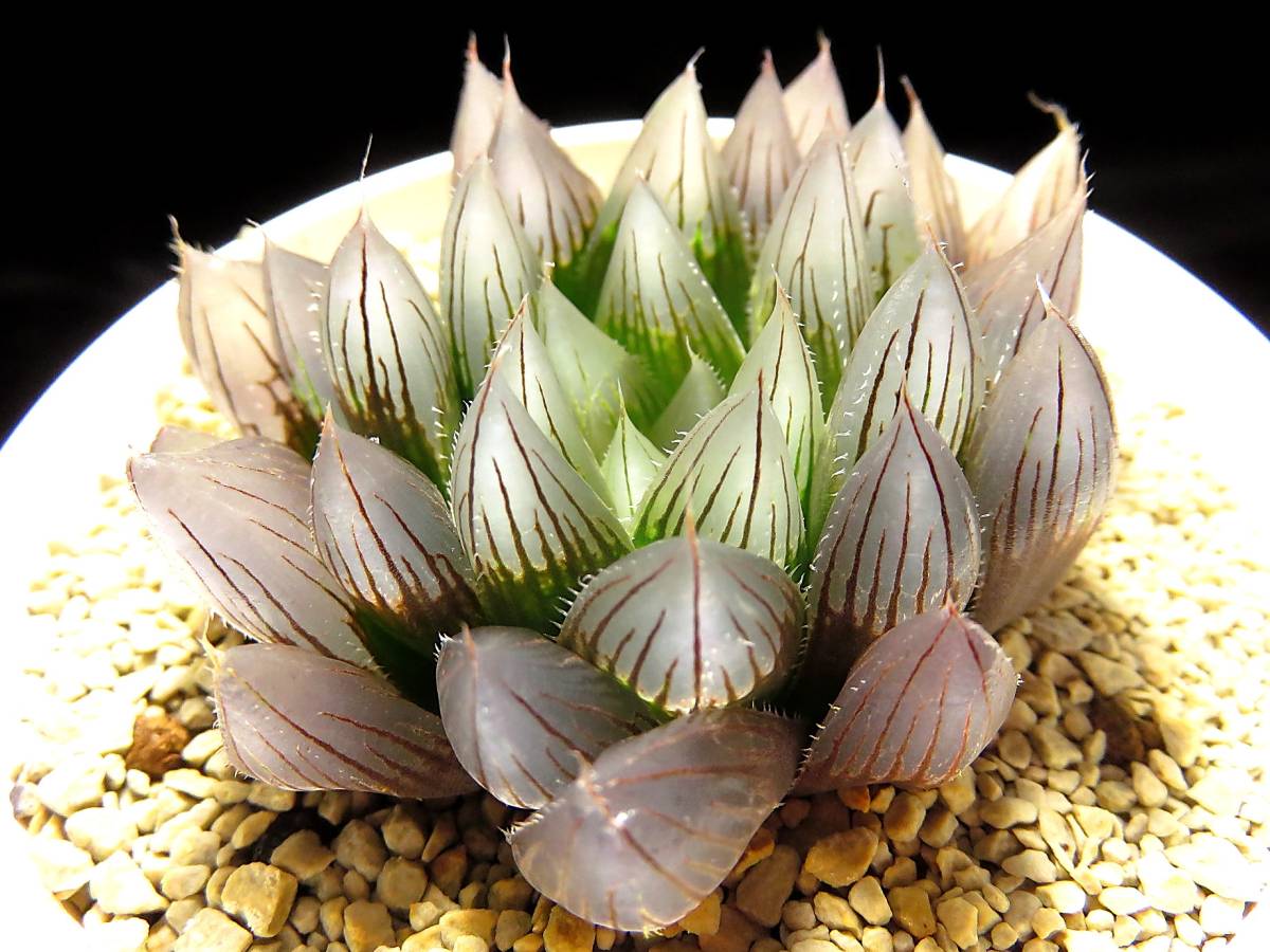 多肉植物 ハオルチア 雫絵巻 (パープルレンズ) 多肉植物 ハオルチア 雫絵巻 (パープルレンズ)