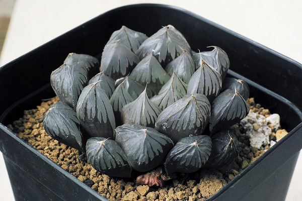 ◇多肉植物◇ ハオルチア オブツーサ '水晶'