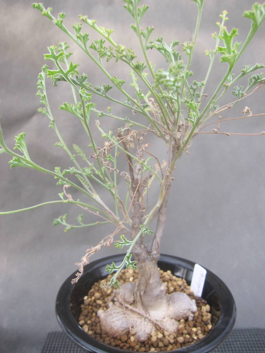 ■Pelargonium tuba ■塊根/ペラルゴニウムBQ02