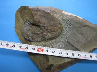 r209901205.3