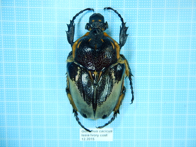 ゴライアスカシクス 標本 カシクスオオツノハナムグリ Goliathus
