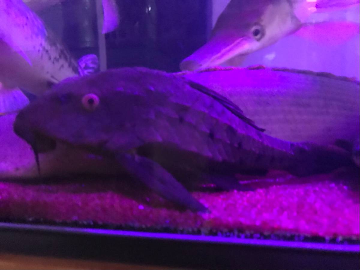 アーマードプレコ