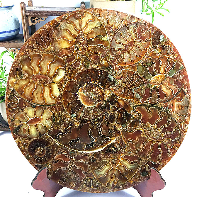 「在庫処分」★貴重－アンモナイト縫合線オパール化石標本B85U3/338U21C 136U30C ☆貴重－アンモナイト縫合線オパール化石標本B85U3 メルカリ