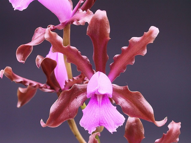 ◆◇ 洋蘭 原種 カトレア elongata 珍しい品種の良個体