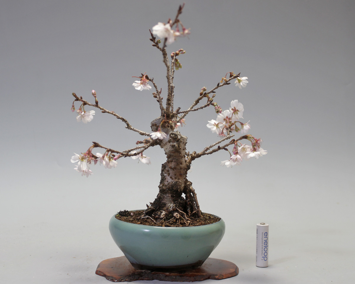 年に2度花が咲く【十月桜】ミニ盆栽