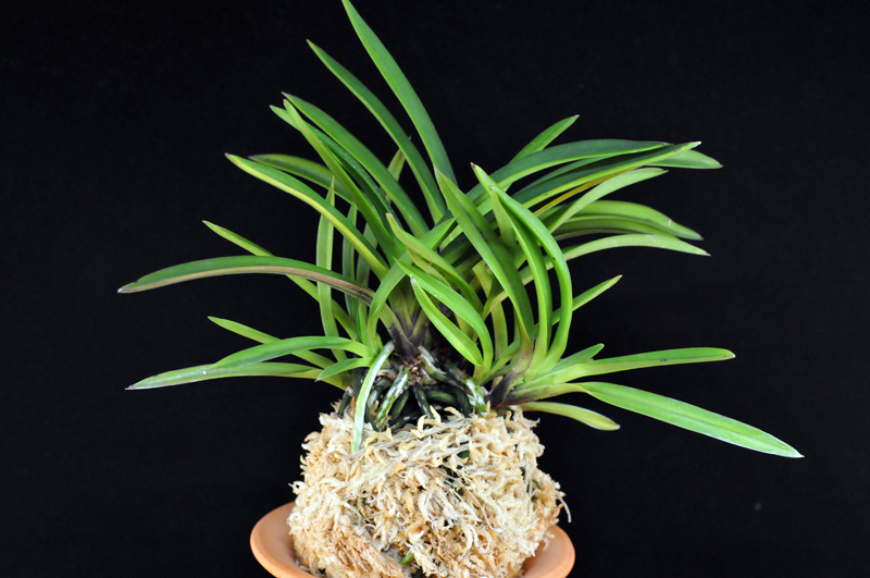 ♪♪富貴蘭 『赤翡翠』♪♪