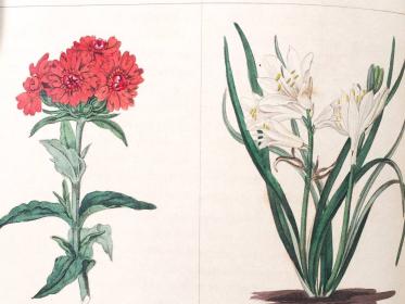 Benjamin Maund 植物図鑑 手彩色 図版 30葉 maund モーンドマウンド