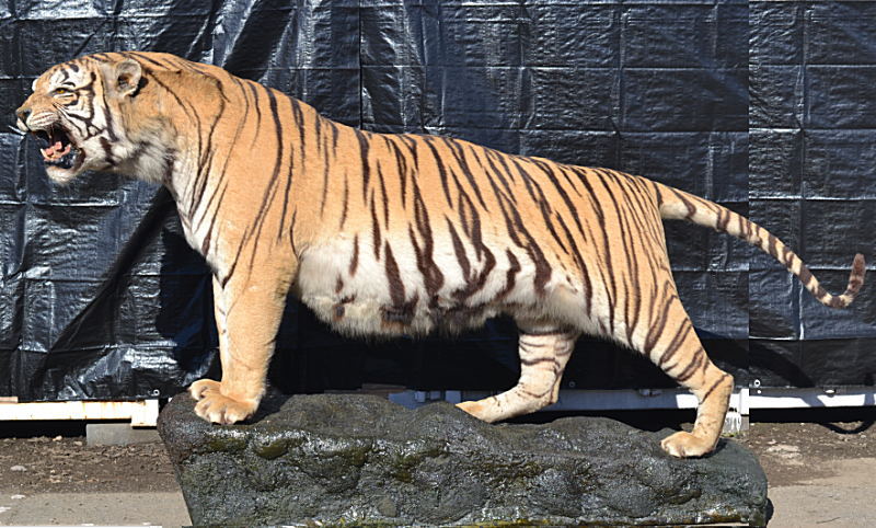 売切！超希少 博物館クラス 虎 剥製 全長294cm 美術品 中国 トラ 特大
