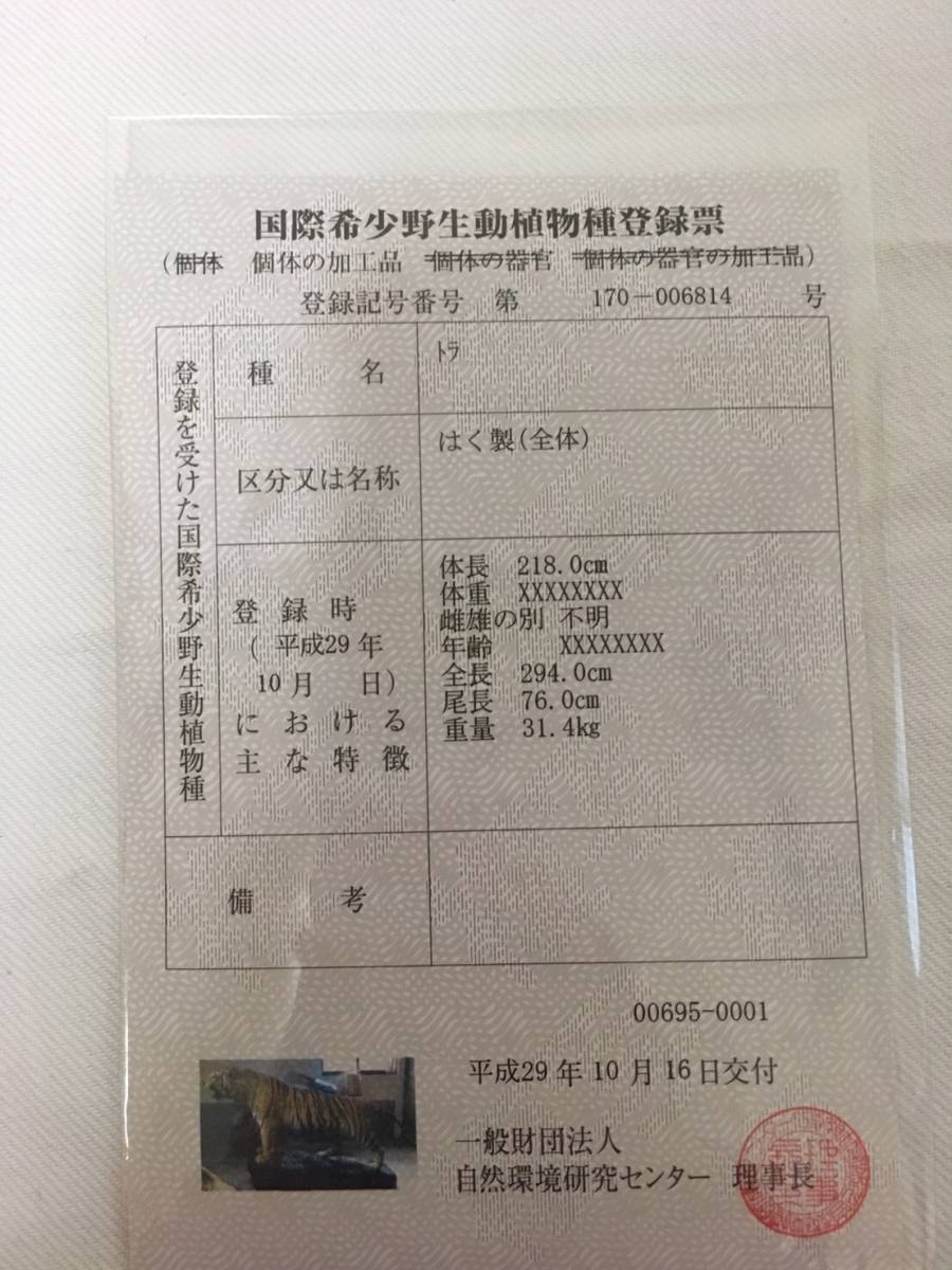 売切！超希少 博物館クラス 虎 剥製 全長294cm 美術品 中国 トラ 特大