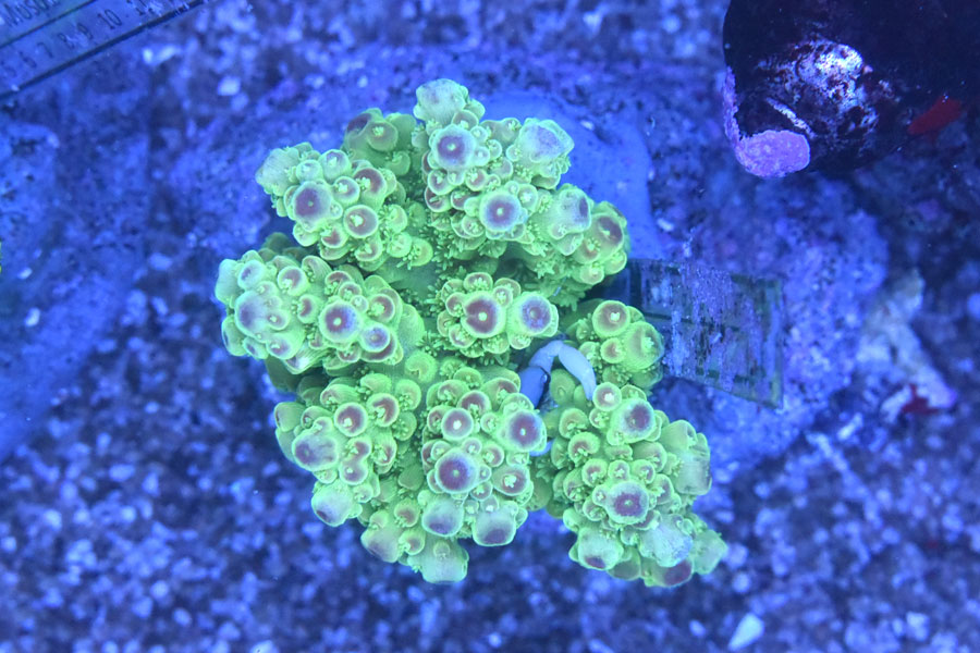 【1円スタートサンゴ】☆ブリード☆ミドリイシモイストグリーン☆