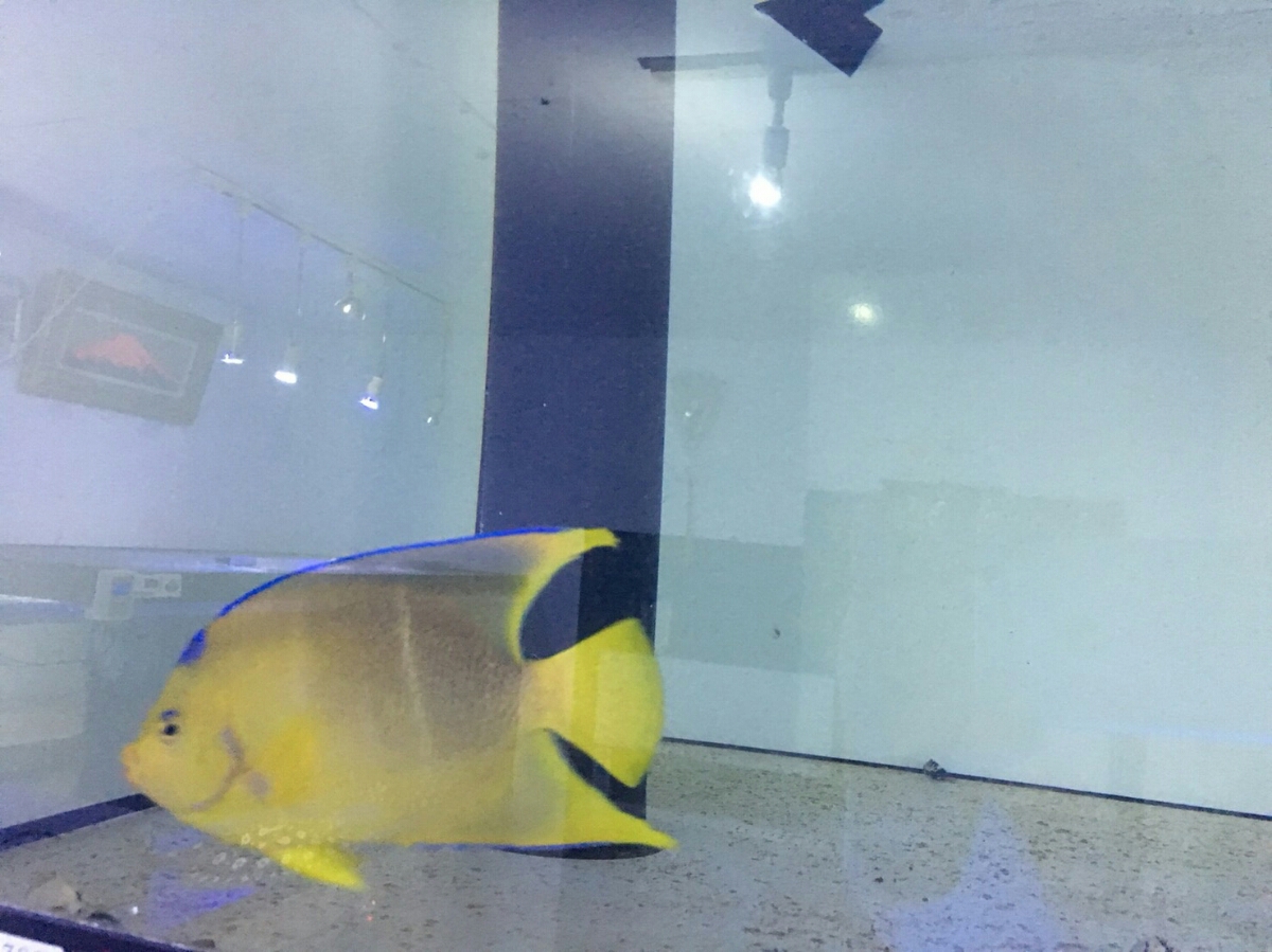 ブルーエンゼル13㎝位