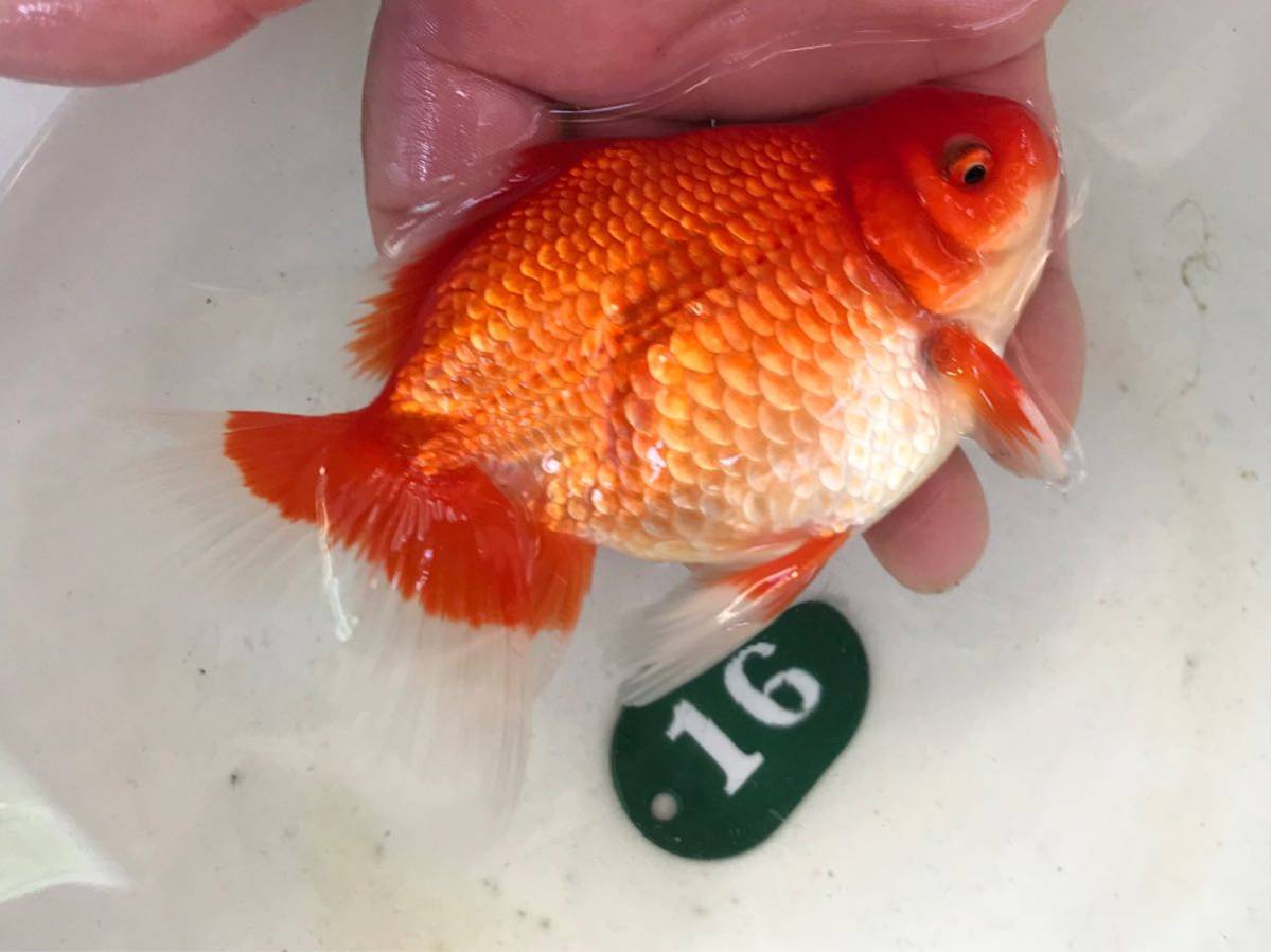 人気定番 クイーンズヘナ 100g ニューブラウン 2袋