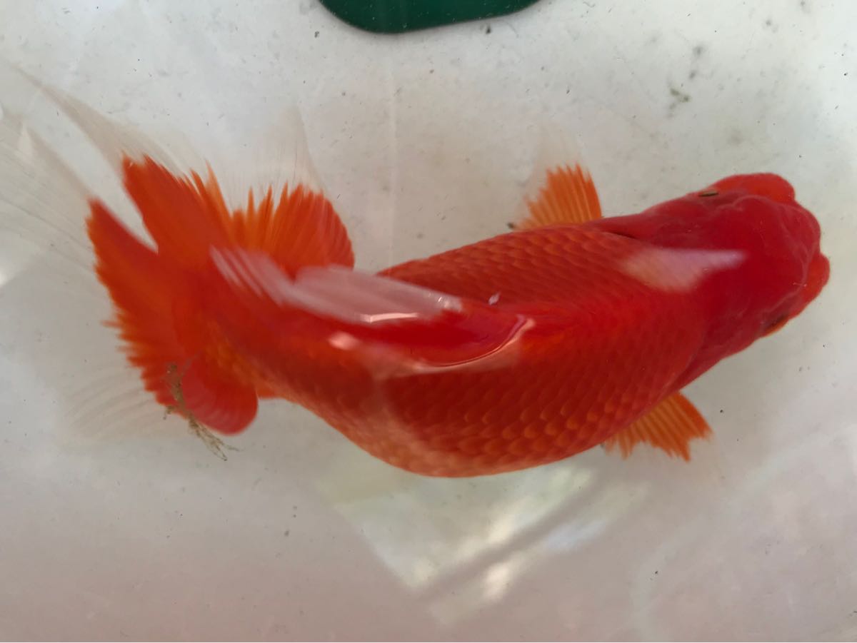 人気定番 クイーンズヘナ 100g ニューブラウン 2袋