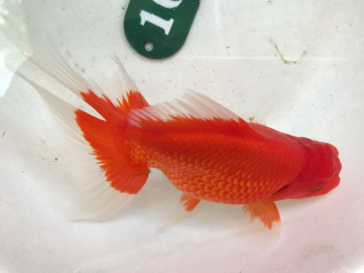 人気定番 クイーンズヘナ 100g ニューブラウン 2袋