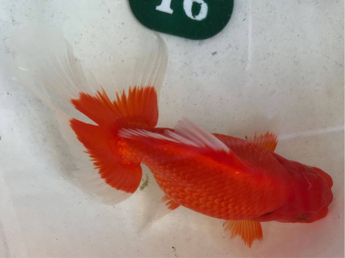 人気定番 クイーンズヘナ 100g ニューブラウン 2袋