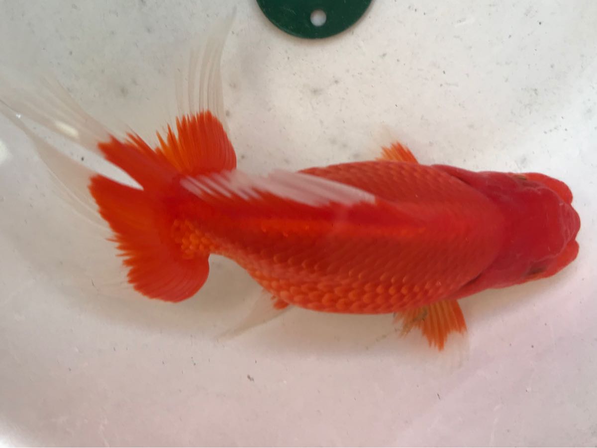 人気定番 クイーンズヘナ 100g ニューブラウン 2袋