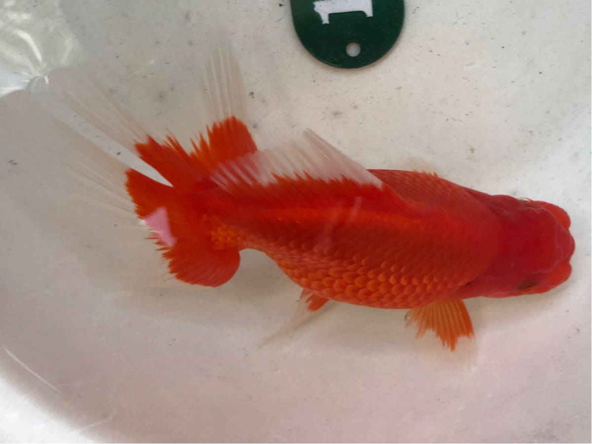 人気定番 クイーンズヘナ 100g ニューブラウン 2袋