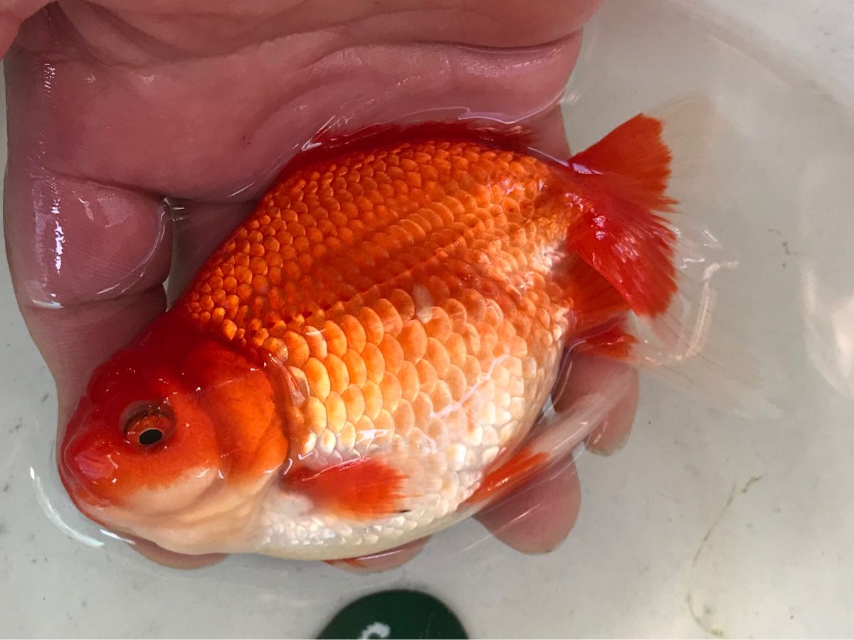 人気定番 クイーンズヘナ 100g ニューブラウン 2袋