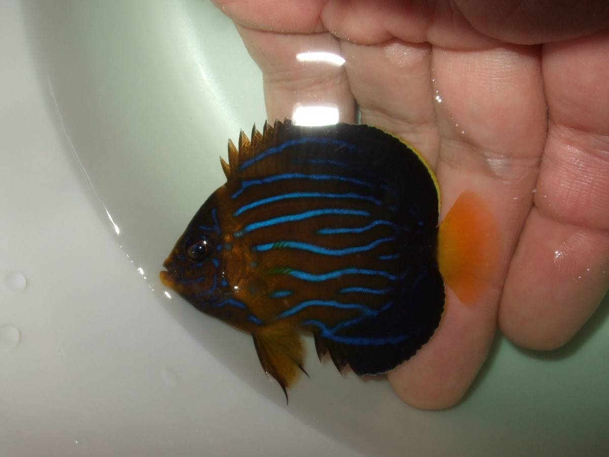 キンチャクダイ 6.4cm juvenile (ブルーストライプエンゼル)