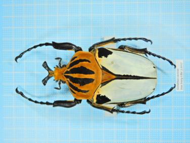 標本 カシクスオオツノハナムグリ Goliathus cacicus 92mm 金色プレー