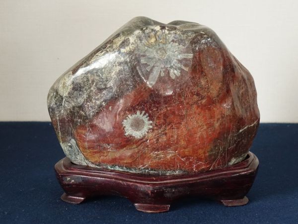 岐阜県根尾谷産『菊花石 小』1kg以上 | 東京書芸館公式